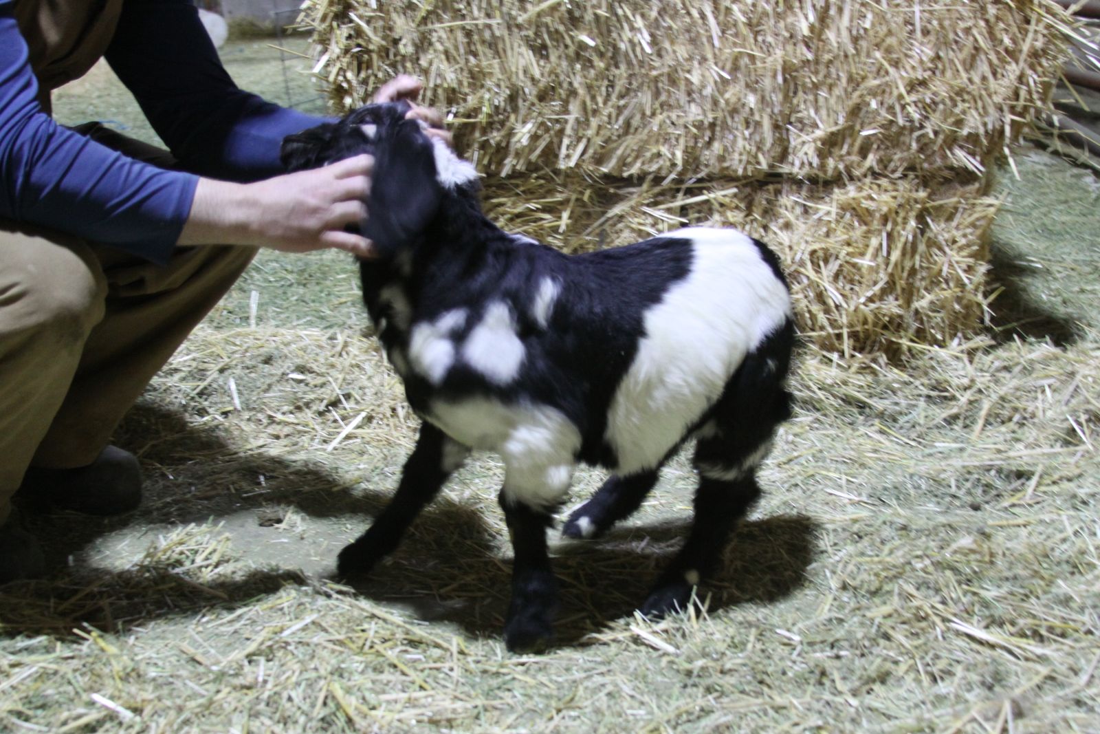 Dapple Boer Buck/Wether