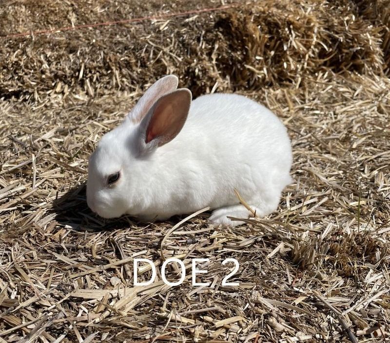 Main image 7
