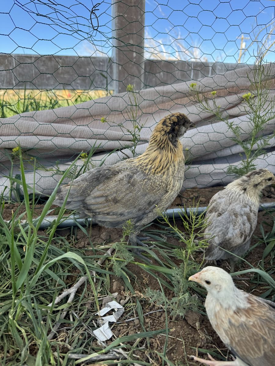 Easter egger Sexed Pullets