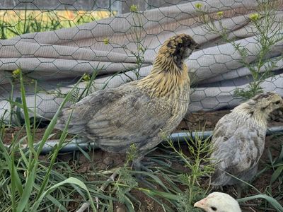 Easter egger Sexed Pullets