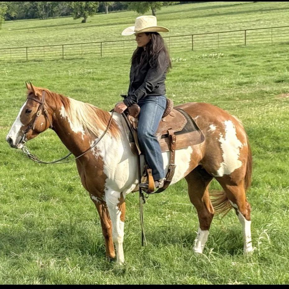APHA Overo Paint Mare and Grade Sorrel Gelding