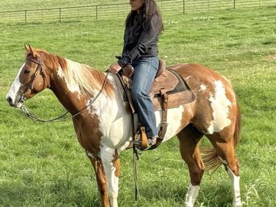 APHA Overo Paint Mare and Grade Sorrel Gelding
