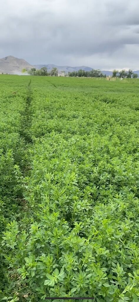 11.55 acres In the heart of Genola