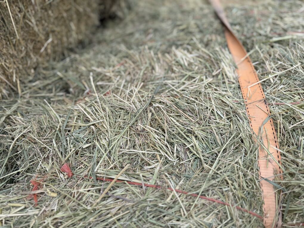 Grass Hay bales