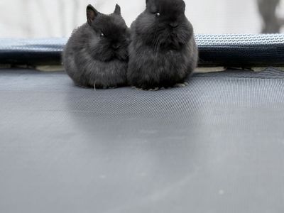 PP Netherland Dwarf Bunny Rabbit $150