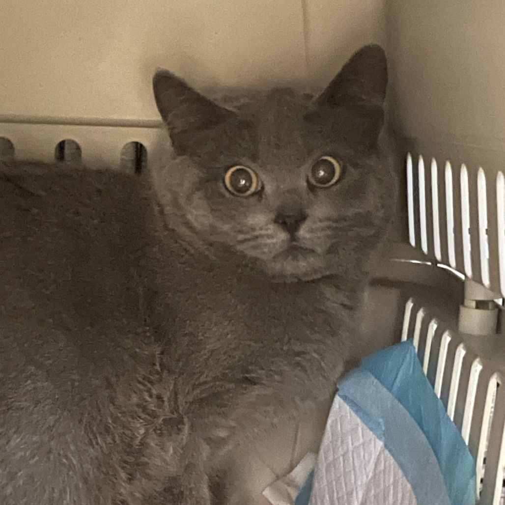 Hello my name is "Kat"