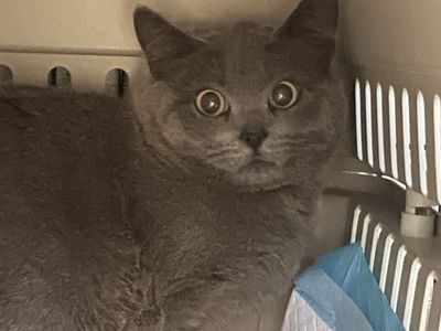 Hello my name is "Kat"