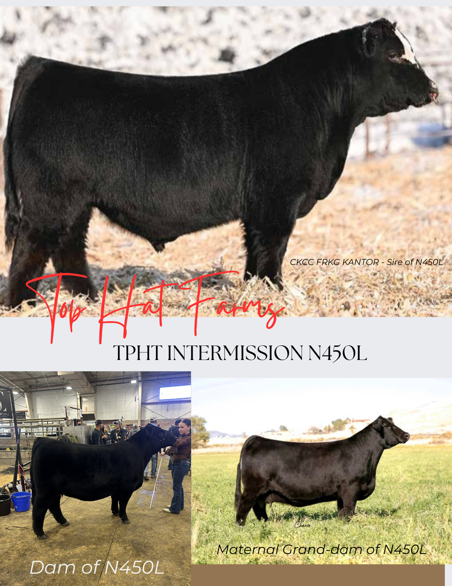 Simmental and SimAngus bulls For Sale