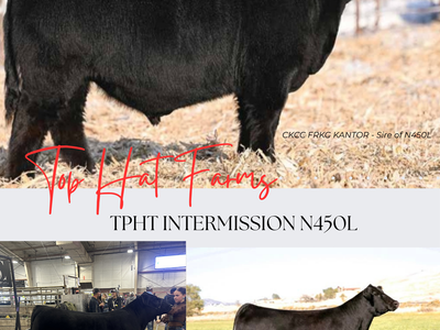 Simmental and SimAngus bulls For Sale