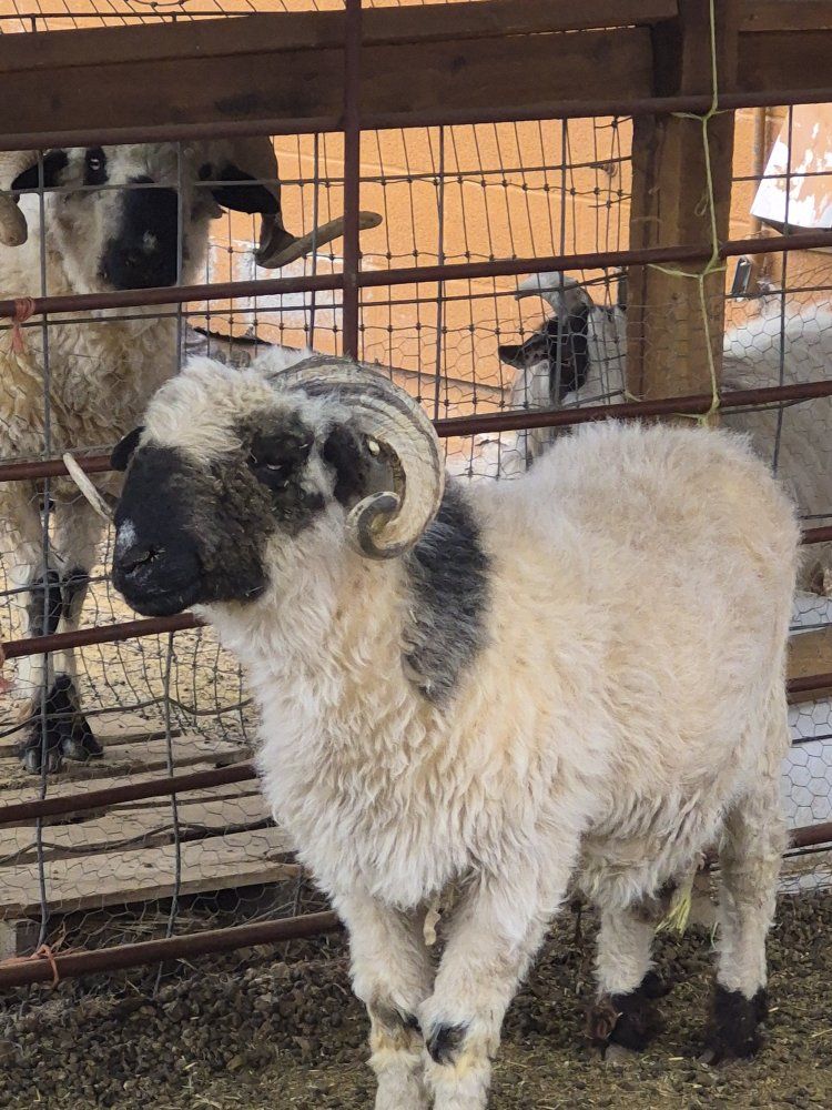 F2 (75%) Valais Blacknose Ram (intact)