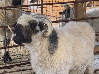 F2 (75%) Valais Blacknose Ram (intact)