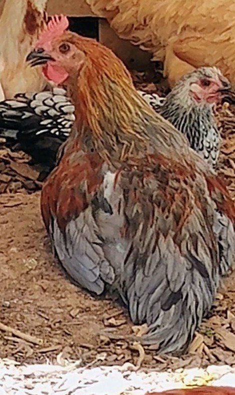 Moran Roosters (Free)