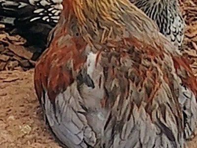 Moran Roosters (Free)