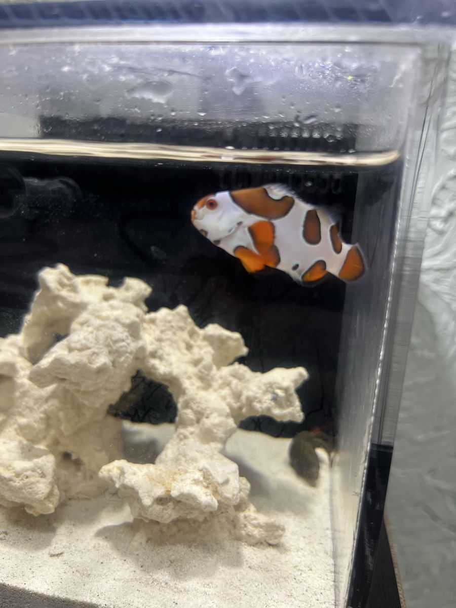 Hybrid storm Ocellaris clownfish