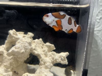 Hybrid storm Ocellaris clownfish