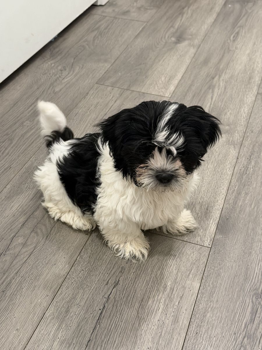 LAST PUP! Special price if bought TODAY! Trained 11 Week Old Pup | Shih Tzu puppies | Hypoallergenic Mini
