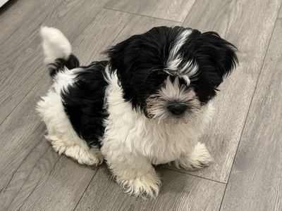 LAST PUP! Special price if bought TODAY! Trained 11 Week Old Pup | Shih Tzu puppies | Hypoallergenic Mini