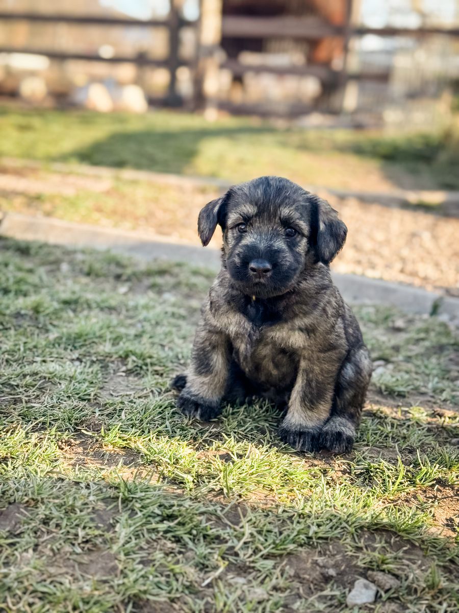 Giant Schnauzer Puppies