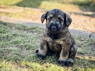 Giant Schnauzer Puppies