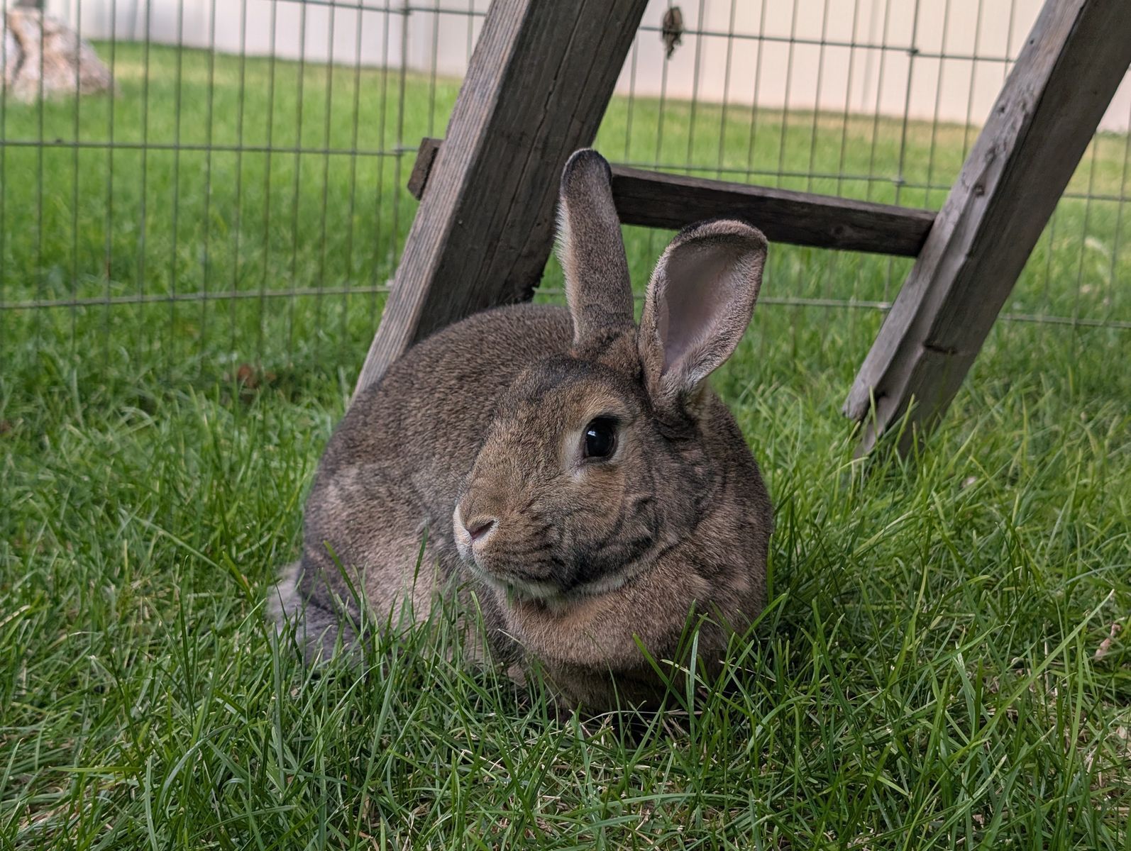 A gentle rabbit looking for a new home!
