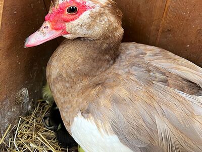 Muscovy Duck Fertilized Eggs