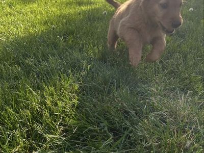Red Golden Retriever Puppies – Purpose Bred