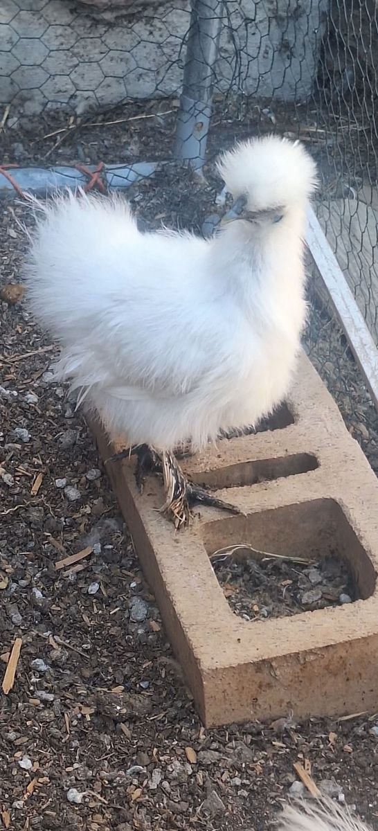 2 Beautiful White Silkie Hens