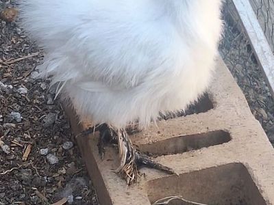 2 Beautiful White Silkie Hens