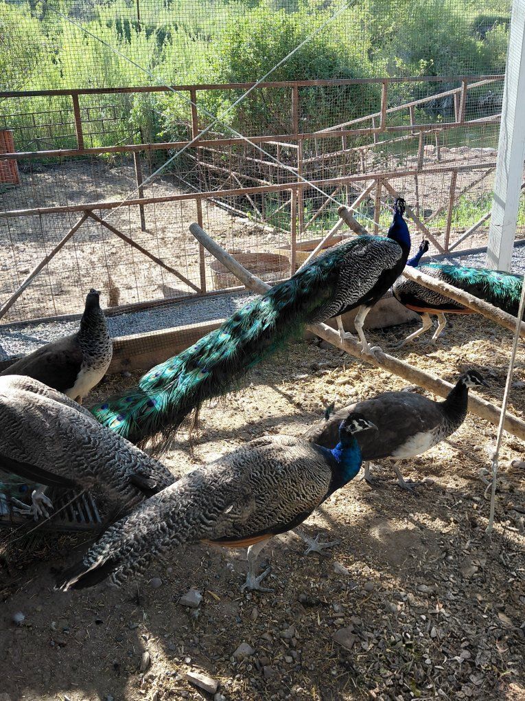 Indian Peafowl- Peacocks