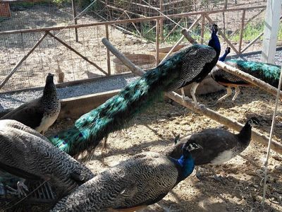 Indian Peafowl- Peacocks