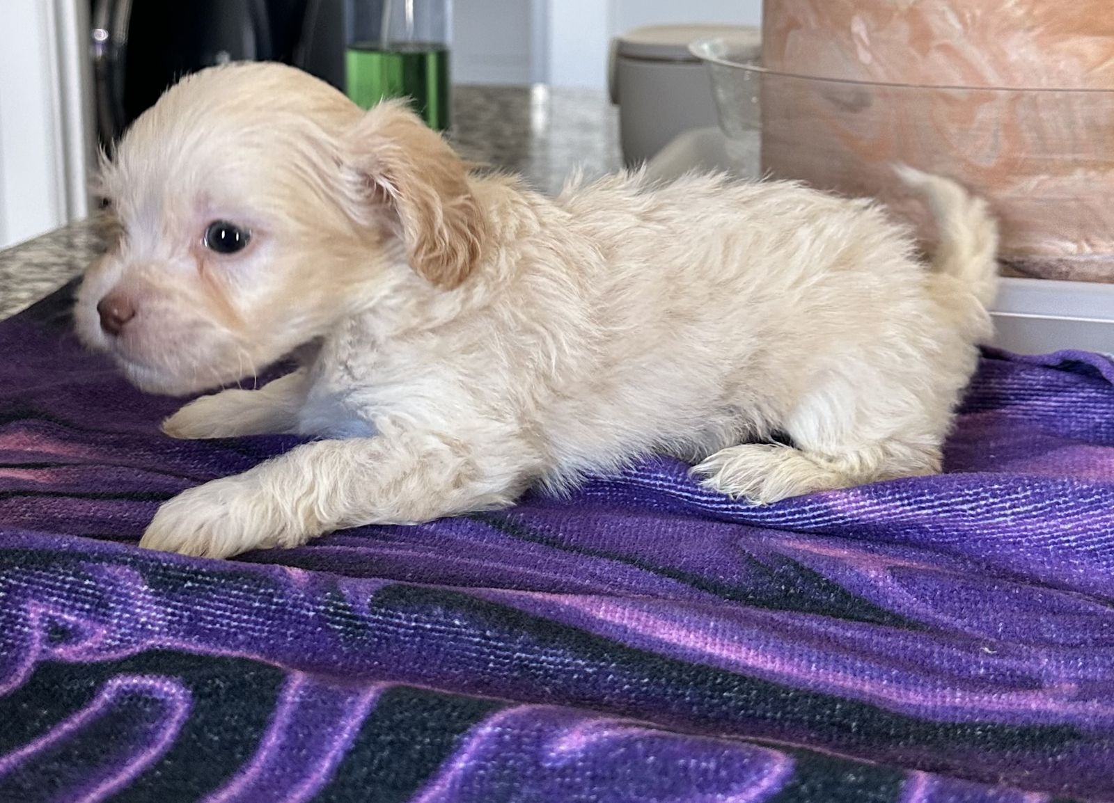 Shih Tzu, Bichon, Beagle Mix Puppies - 6 Weeks Old, Male, Shots & Dew Claws