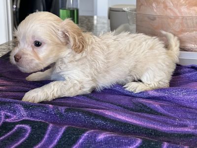 Shih Tzu, Bichon, Beagle Mix Puppies - 6 Weeks Old, Male, Shots & Dew Claws