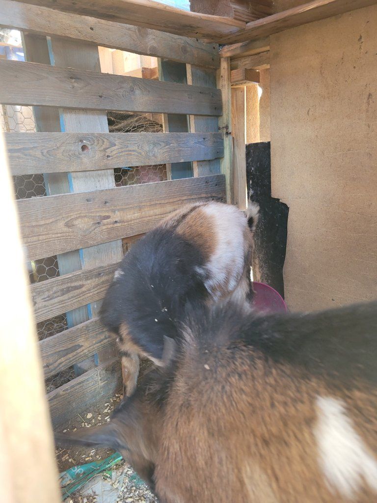 2 Male Nigerian Dwarf Goats