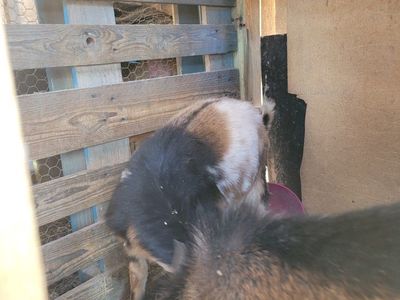 2 Male Nigerian Dwarf Goats
