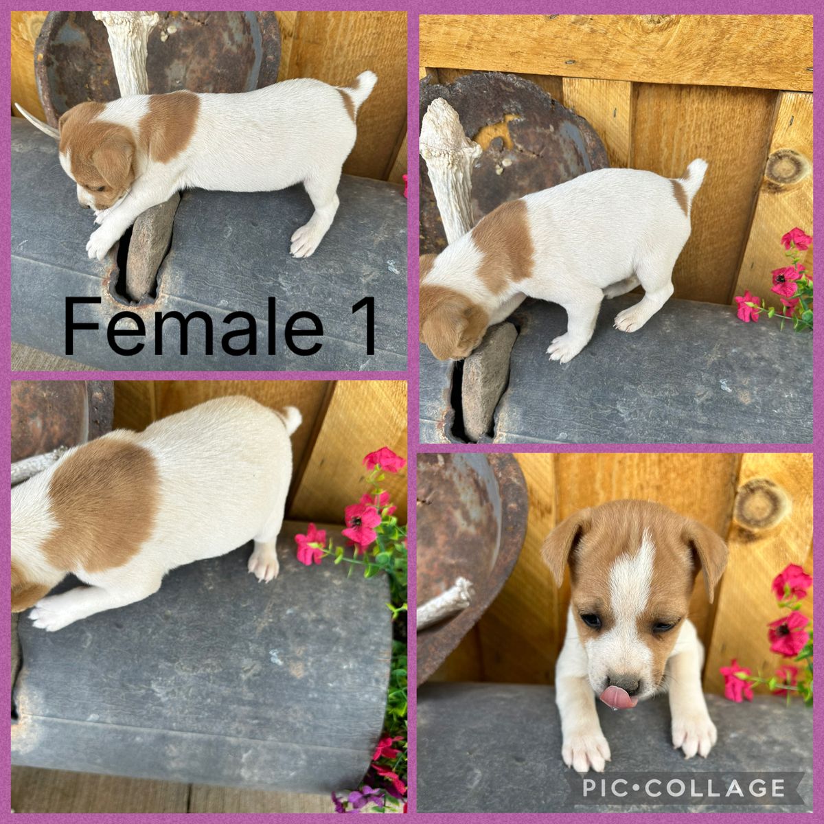 Jack Russell Puppies
