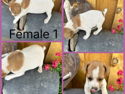 Jack Russell Puppies