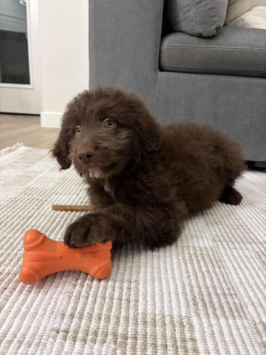 Aussiedoodle Puppy for Sale
