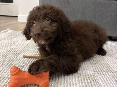 Aussiedoodle Puppy for Sale