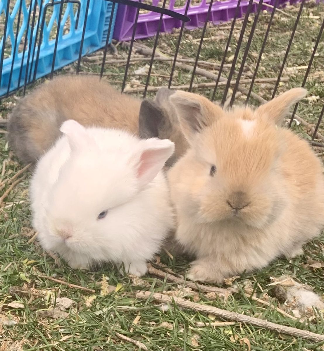 Gorgeous Baby Holland Lops To Reserve!