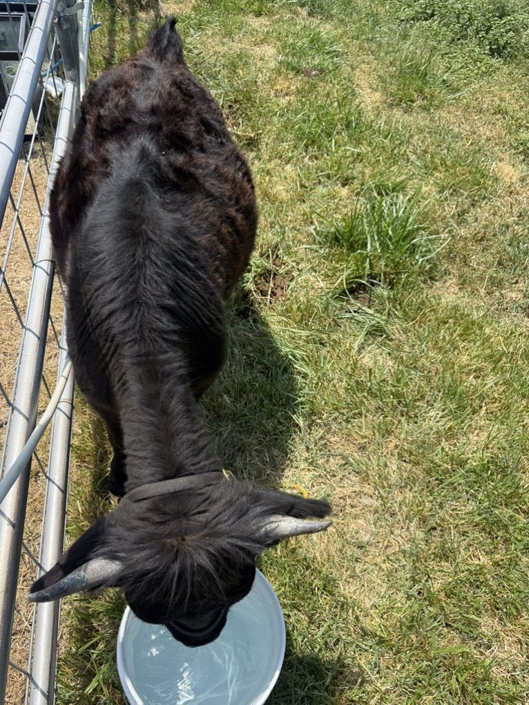 Micro Highland HeIfer
