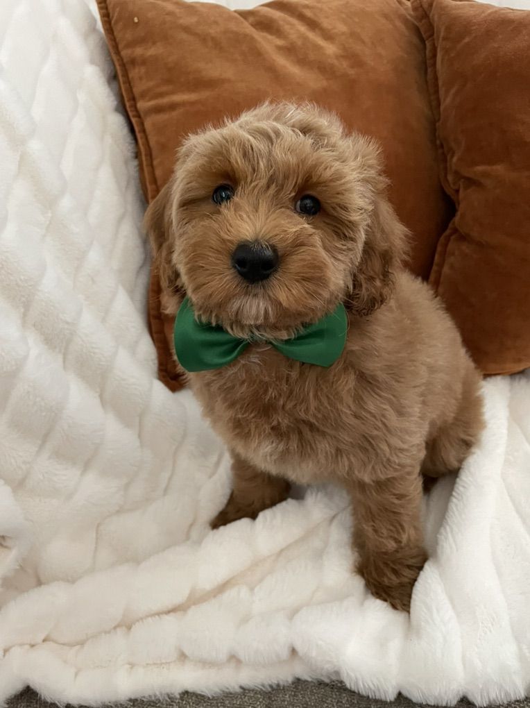 Perfect Goldendoodle Boy, Reduced Price