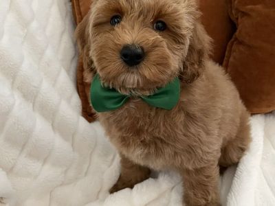 Perfect Goldendoodle Boy, Reduced Price
