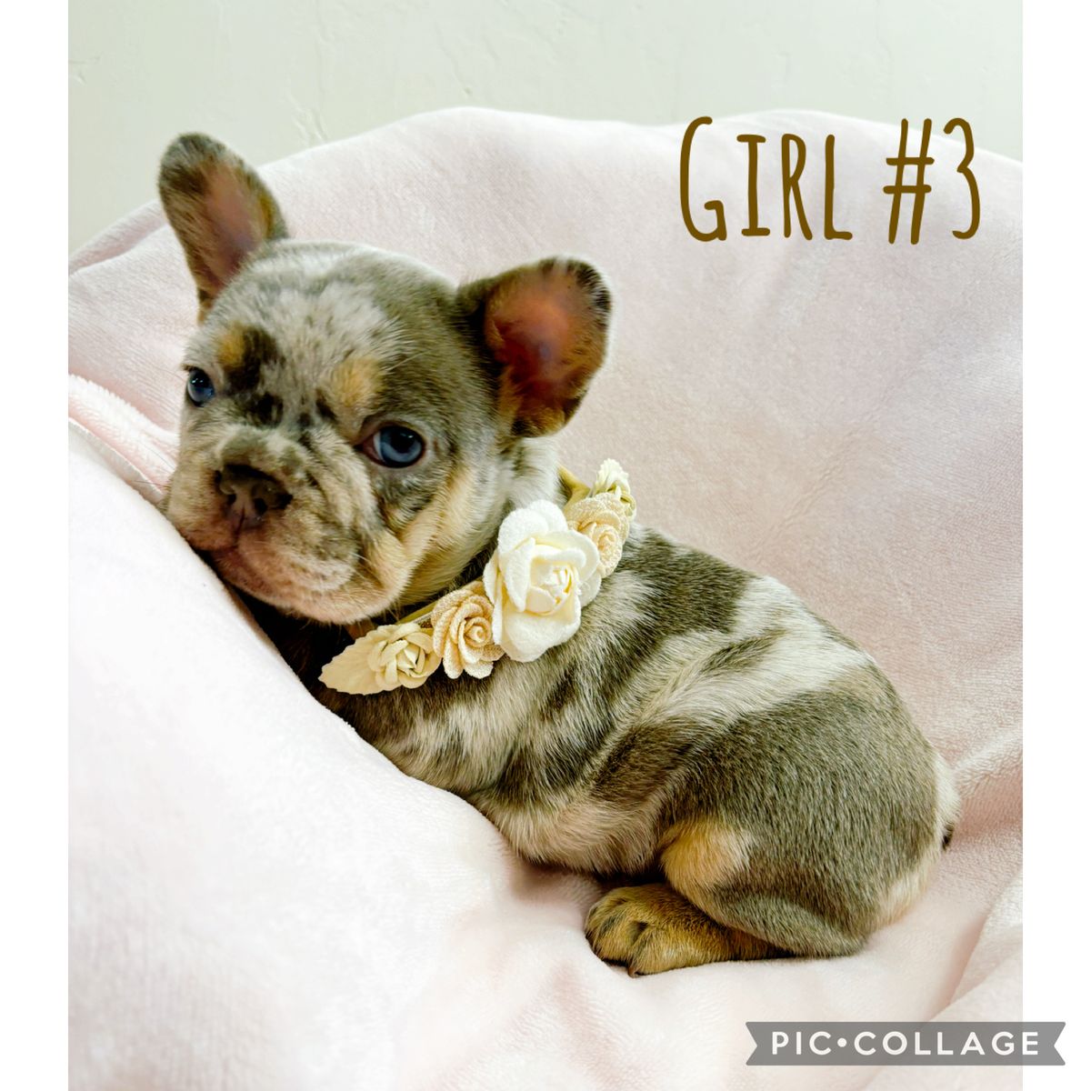 French Bulldogs AKC