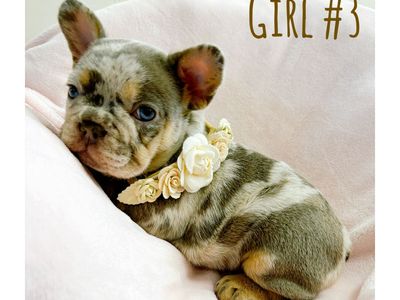 French Bulldogs AKC