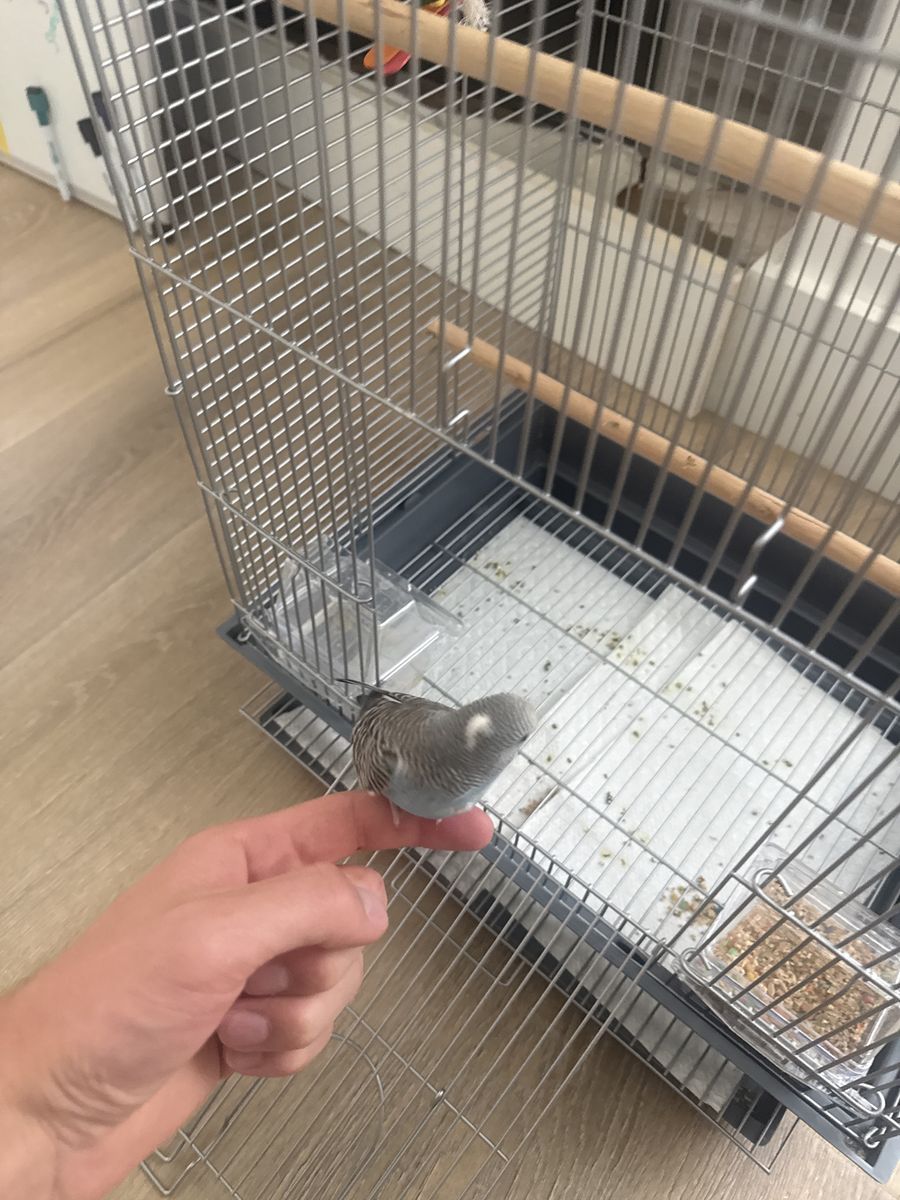 Male Budgie with Cage/food/perches/toys included