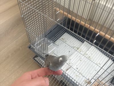 Male Budgie with Cage/food/perches/toys included