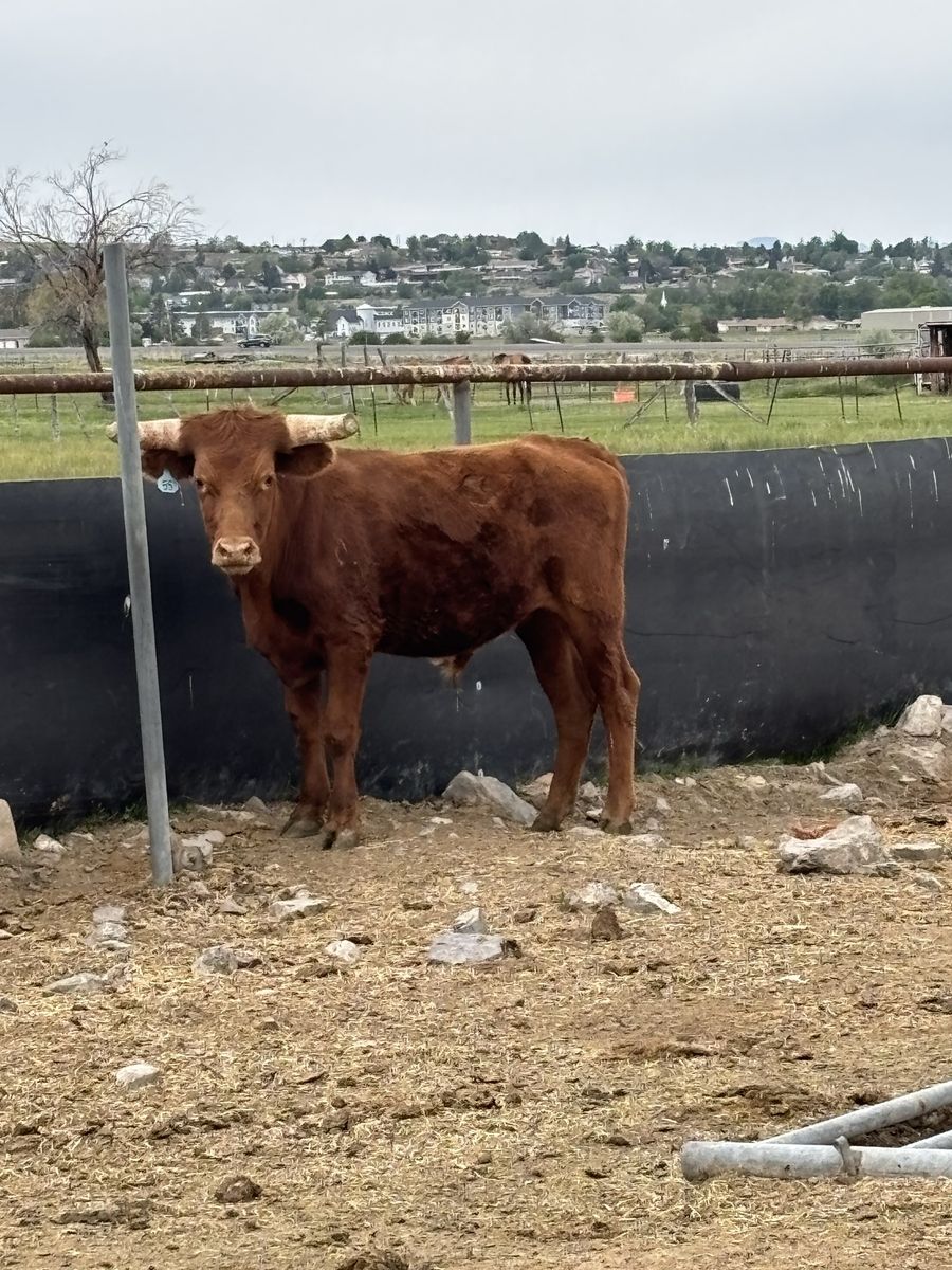 Corriente roping steer