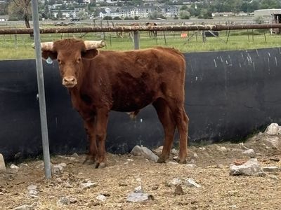Corriente roping steer