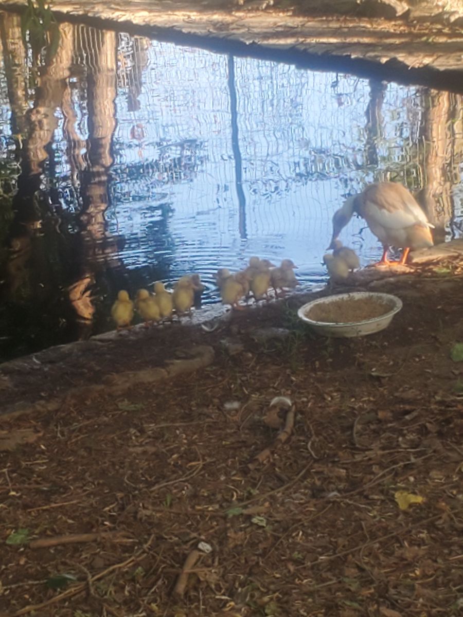 Indian runner ducks