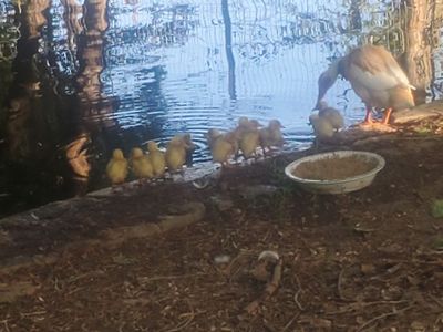 Indian runner ducks